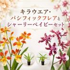 キラウエア パシフィックフレア