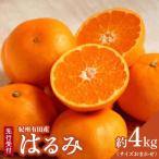紀州有田産のはるみ 約4kg