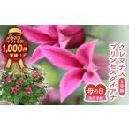 fu.... налог предшествующий предварительный заказ День матери клематис Princess Diana 5 номер горшок упаковка Fukushima префектура Tamura город Fukushima префектура Tamura город 