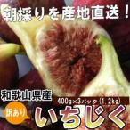 ふるさと納税 和歌山産 【訳あり】 いちじく  (サイズ不揃い、傷あり) 1.2kg(400g×3パック) 和歌山県和歌山市