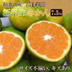 特撰 はるかみかん 5kg