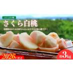 ふるさと納税 No.2640福島の桃「さくら白桃」約3kg【2026年発送】 福島県福島市