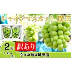 ふるさと納税 【訳あり】シャインマスカット晴王2房【2026年9月中旬〜10月下旬発送予定】（いばら愛菜館） 岡山県井原市