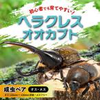 ヘラクレスオオカブトペア オス120mm~130mm前後