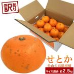 せとか 約2.5kg