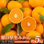温州高糖度 原口みかん 約5kg