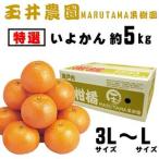 いよかん 玉井農園 5kg