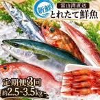 鮮魚セット 富山湾直送 とれたて鮮魚