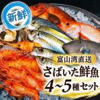 鮮魚セット 富山湾直送 さばいた鮮魚 刺身