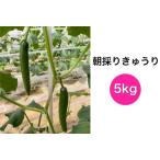 fu.... налог утро .. огурец 5kg [0203] Saitama префектура криптомерия дверь блок 