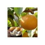 ふるさと納税 【先行予約】プレミアム新甘泉（しんかんせん）5kg [206-W6] 鳥取県若桜町