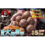 越前大野里芋 5kg