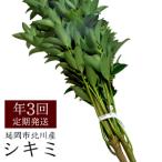 北川産シキミ 80cm程度 3月 8月 12月定期配送