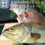 島浦島育ちの厳選鮮魚セット N015-YZC002