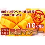 2027年発送 訳あり 糖度12度以上 ご