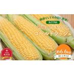 ふるさと納税 【先行予約】朝採り とうもろこし ゴールドラッシュ 約6.6kg (M〜Lサイズ×20本)(2025年8月下旬発送予定) | とうもろこし とう.. 北海道旭川市