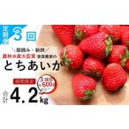 いちごっぱなし 旬いちご 1.2kg