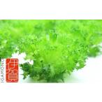 fu.... налог Leaf Mie( совершенно человеческий труд свет type растения завод lettuce ) три слоя префектура Iga city 