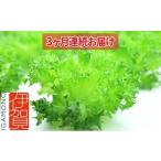 fu.... налог Leaf Mie( совершенно человеческий труд свет type растения завод lettuce ) примерно 80g×25 шт 3 месяцев продолжение доставка три слоя префектура Iga city 