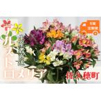 ふるさと納税 定期便６回便　切り花 アルストロメリア【生花・多少の茎曲がり有　花丈70cm・35本前後】４〜９月（KS-T505） 長野県佐久穂町