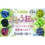 ふるさと納税 【2026年発送★先行予約】ぶどう狂い　定期便　シャインマスカット含む5種食べ比べ　105-005-26y 山梨県笛吹市