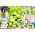ふるさと納税 感謝を込めて最高の朝採りシャインマスカットをお贈りします!1.6kg以上(2〜4房)【2025年発送】(LMS)B15-816【シャインマスカ.. 山梨県甲州市