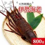 伊勢海老 800g