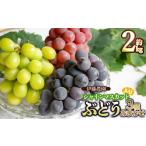 ショッピングふるさと納税 シャインマスカット ふるさと納税 【令和8年産先行予約】 シャインマスカット入り 3種おまかせ ぶどう セット 約2kg　伊藤農園 山形県鶴岡市