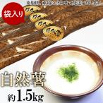 自然薯 約1.5kg
