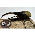 ふるさと納税 【先行予約】ヘラクレスオオカブト幼虫ペア ※育て方の説明書付き※配送不可地域あり【2026年6月から順次発送】 和歌山県白浜町