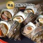 ふるさと納税 秀品サザエ1kg 刺身・