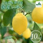 レモン 約10kg