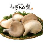 足太あわび茸 生 1kg