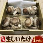 行田産こだわり生椎茸 約1.04kg