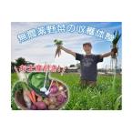 収穫野菜の付き 東京近郊の畑で無農薬野菜の収穫体験