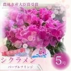 シクラメン パープルフリンジ 5号鉢 根本園芸