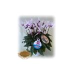 ふるさと納税 【先行予約】シクラメン ピーコック 4号鉢 根本園芸 | シクラメン 農林水産大臣賞 福島県南相馬市