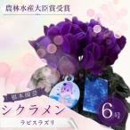 シクラメン ラピスラズリ ブルー 6号鉢 根本園芸