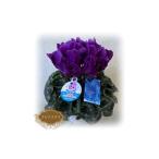 ふるさと納税 【先行予約】シクラメン ラピスラズリ ブルー 5号鉢 根本園芸 | シクラメン 農林水産大臣賞 福島県南相馬市