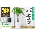 パキラ 7号 陶器鉢モダンマット釉 ブラック