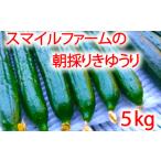 朝採りきゆうり5kg 野菜 新鮮