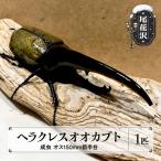 ヘラクレス 昆虫の王様 ヘラクレスオオカブト