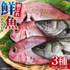 朝どれ 鮮魚 詰め合わせ 3種