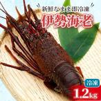 訳あり伊勢海老 冷凍 1.2kg