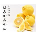 はるかみかん 6kg