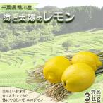 鴨川産 海と太陽のレモン 秀品3kg 約25個