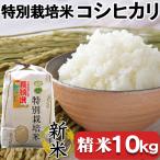 令和8年産 川名一将さんちの長狭米 特別栽培米コシヒカリ10…