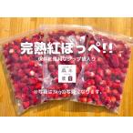 ショッピングふるさと納税 いちご ふるさと納税 060-1　冷凍いちご3kg以上！！土にこだわる【濃く甘いちご紅ほっぺ】※1kg以上×3袋 静岡県牧之原市