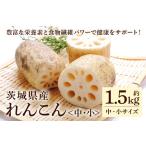 fu.... налог renkon ( средний * маленький размер ) 1.5kg овощи renkon лотос лотос корень местного производства 8 месяц сверху .~2 месяц средний . до последовательный отправка предположительно 51-C Ibaraki префектура Omitama город 