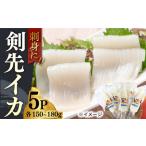 剣先イカ 5本